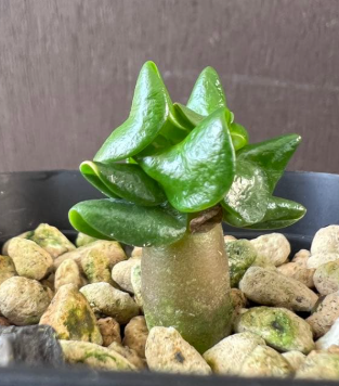Adenium D.H.A. KHZ 5 Pieces Seeds