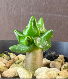 Adenium D.H.A. KHZ 5 Pieces Seeds