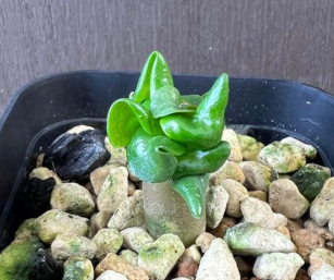Adenium D.H.A. KHZ 5 Pieces Seeds