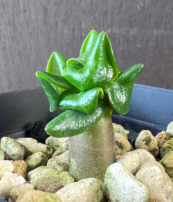 Adenium D.H.A. KHZ 5 Pieces Seeds