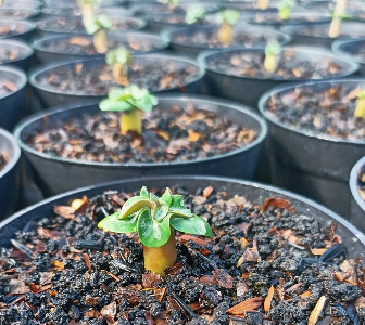 Adenium Petch Muangkong 5 Pieces Seeds