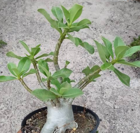 Adenium Petch Muangkong 5 Pieces Seeds