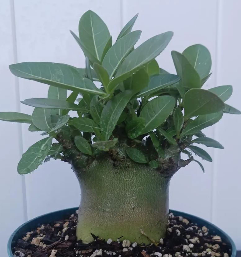 Adenium Riza 5 Pieces Seeds