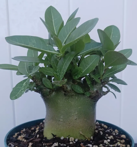 Adenium Riza 5 Pieces Seeds