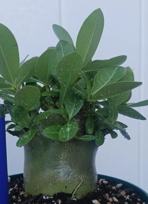 Adenium Riza 5 Pieces Seeds