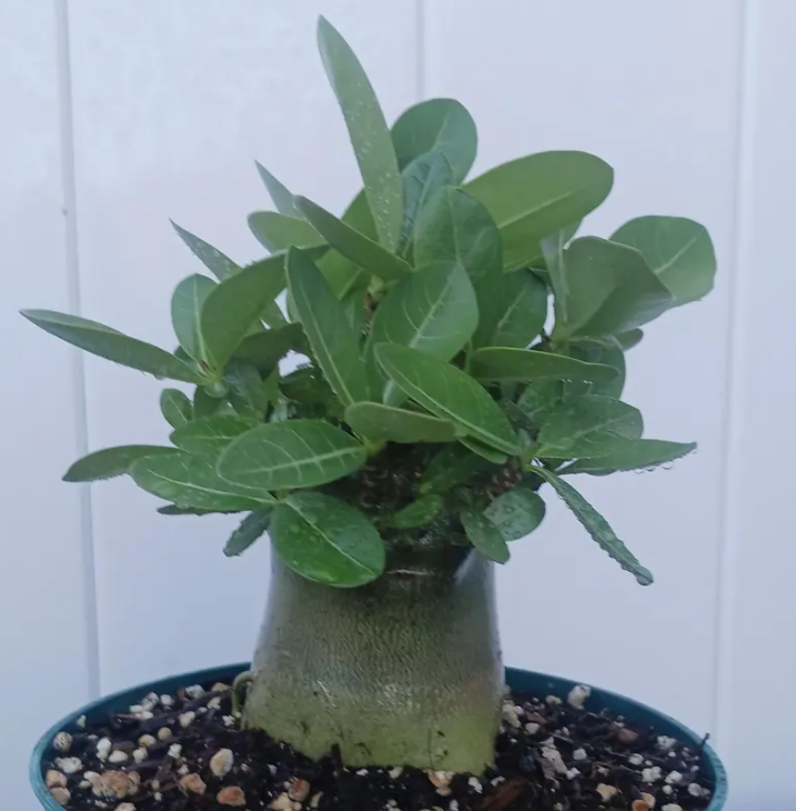 Adenium Riza 5 Pieces Seeds