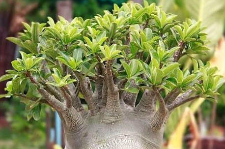 Adenium D.H.A PMK 5 Pieces Seeds