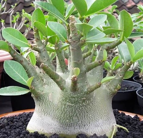 Adenium D.H.A PMK 5 Pieces Seeds