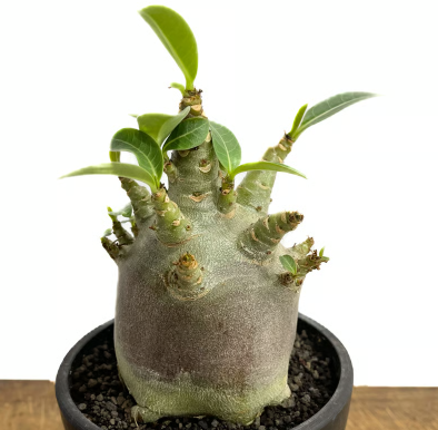 Adenium Arabicum BLACK DRAGON 5 Pieces Seeds