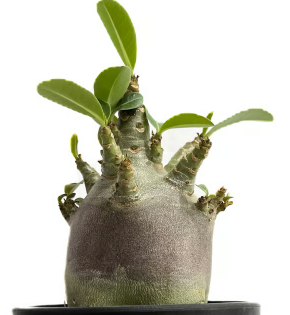 Adenium Arabicum BLACK DRAGON 5 Pieces Seeds