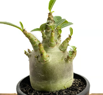 Adenium Arabicum BLACK DRAGON 5 Pieces Seeds