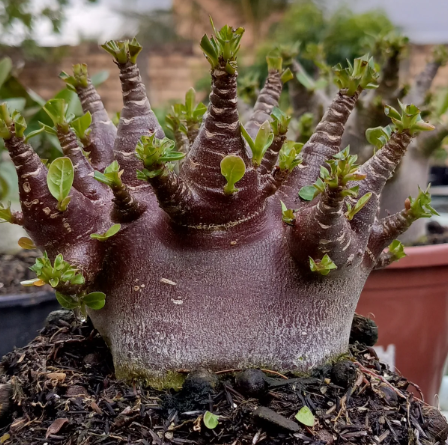 Adenium Arabicum Black Pearl 6 Pieces Seeds