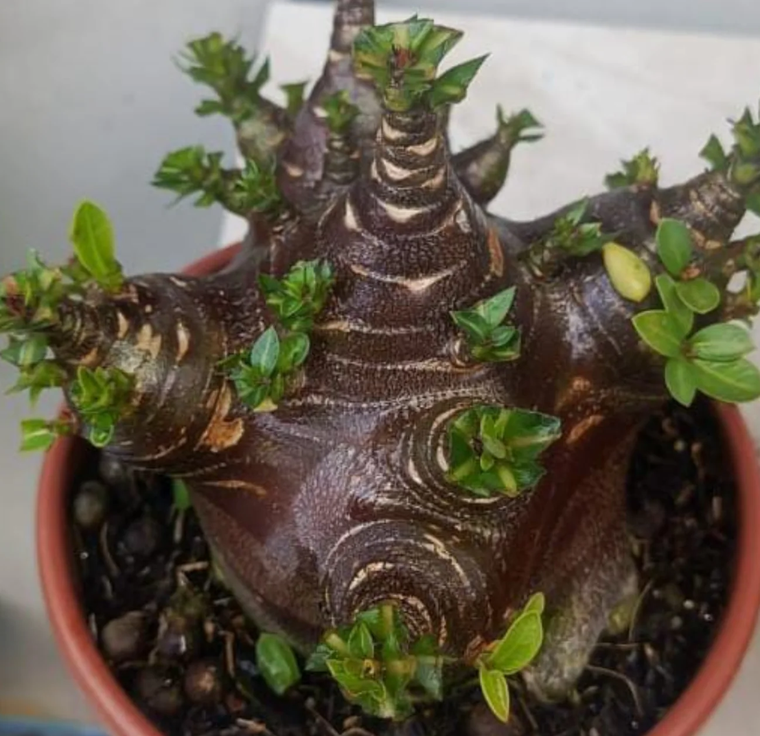 Adenium Arabicum Black Pearl 6 Pieces Seeds