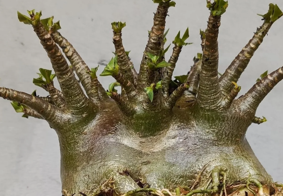Adenium arabicum Black MKMK 5 Pieces Seeds