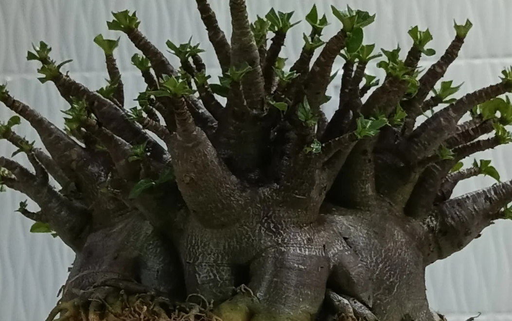 Adenium arabicum Black MKMK 5 Pieces Seeds