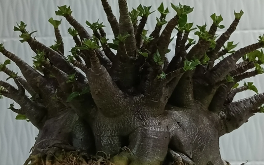 Adenium arabicum Black MKMK 5 Pieces Seeds