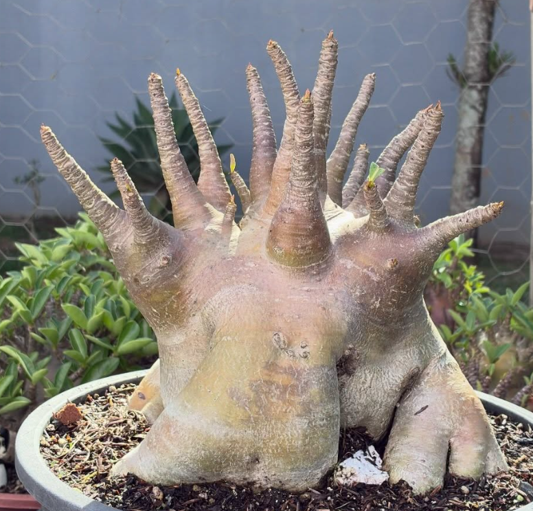 Adenium Tyson 6 Pieces Seeds