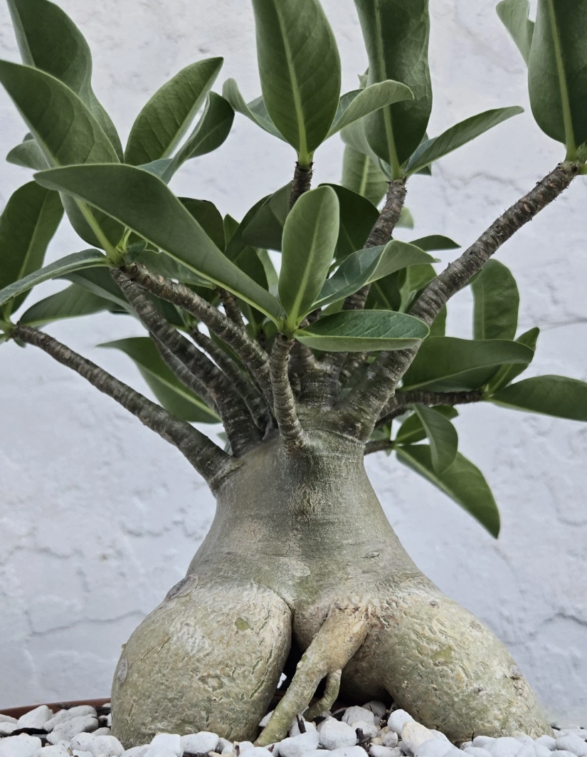Adenium Arabicum Torpedo 5 Pieces Seeds