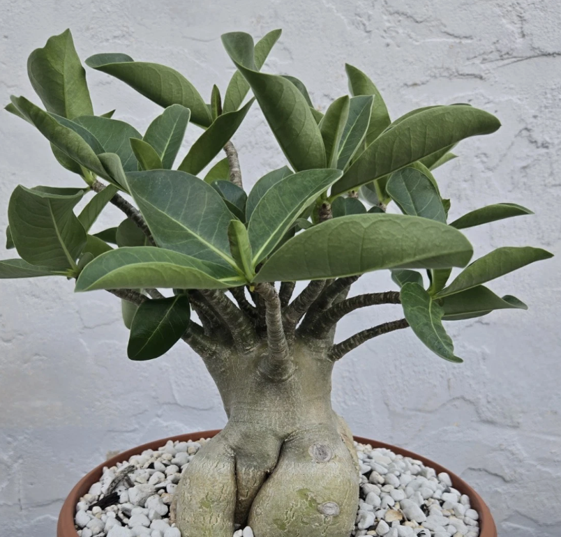 Adenium Arabicum Torpedo 5 Pieces Seeds