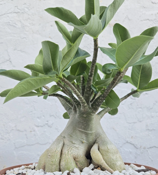 Adenium Arabicum Torpedo 5 Pieces Seeds