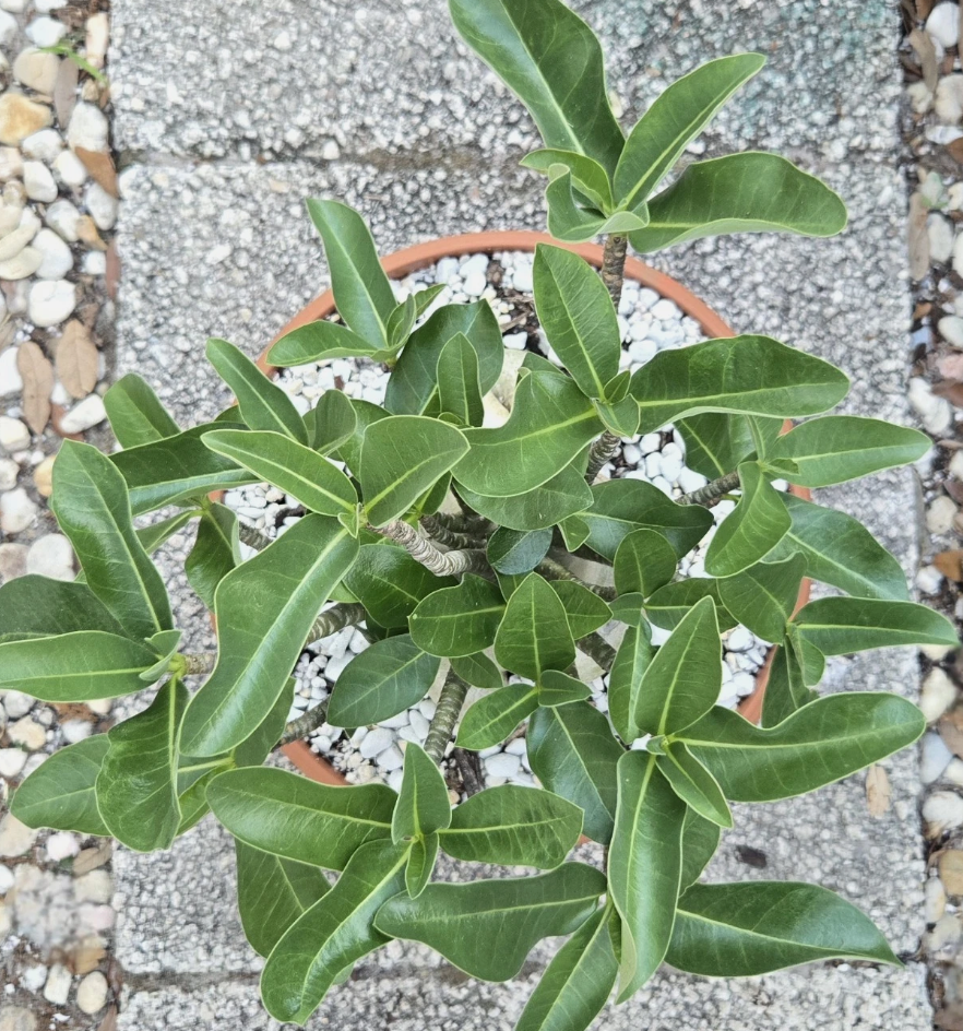 Adenium Arabicum Torpedo 5 Pieces Seeds