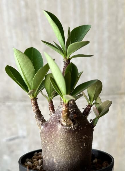 Adenium arabicum 'Black skin'  5 Pieces Seeds