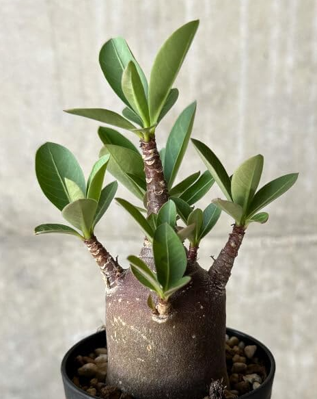 Adenium arabicum 'Black skin'  5 Pieces Seeds