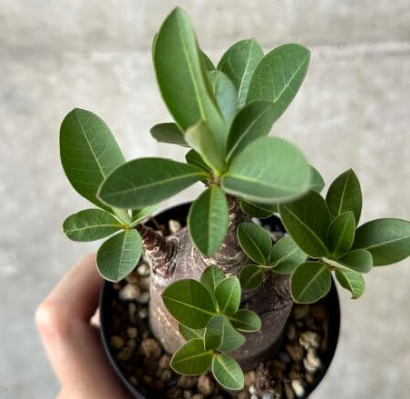 Adenium arabicum 'Black skin'  5 Pieces Seeds