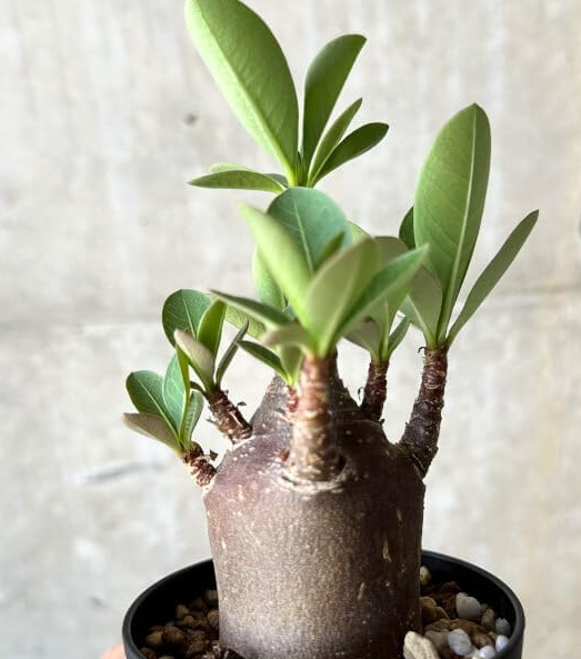 Adenium arabicum 'Black skin'  5 Pieces Seeds