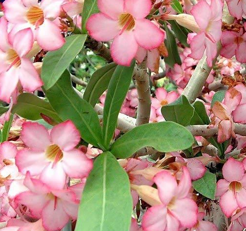 Adenium Arabicum DESERT NIGHT FORK  5 Pieces Seeds