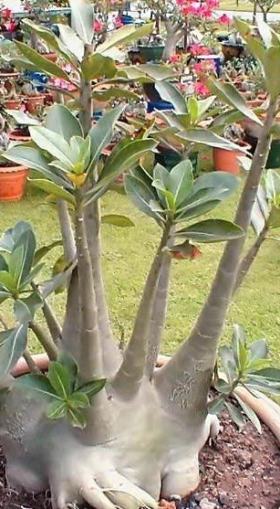 Adenium Arabicum DESERT NIGHT FORK  5 Pieces Seeds