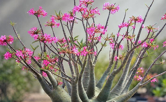 Adenium Arabicum DESERT NIGHT FORK  5 Pieces Seeds