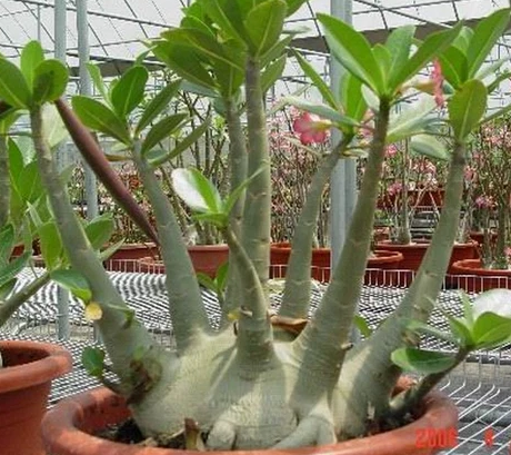 Adenium Arabicum BRAZILIAN 5 Pieces Seeds