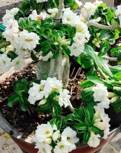 Adenium Arabicum DORSET HORN 'WHITE PEARL' 5 Pieces Seeds