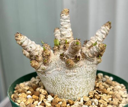 Adenium Arabicum DORSET HORN 'WHITE PEARL' 5 Pieces Seeds