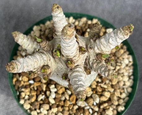 Adenium Arabicum DORSET HORN 'WHITE PEARL' 5 Pieces Seeds