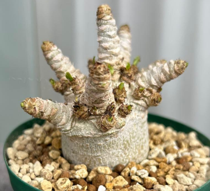 Adenium Arabicum DORSET HORN 'WHITE PEARL' 5 Pieces Seeds