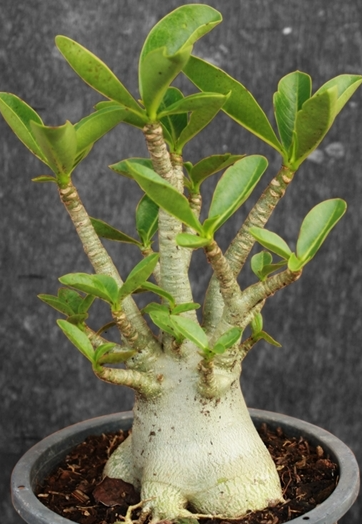 Adenium Arabicum YM 5 Pieces Seeds