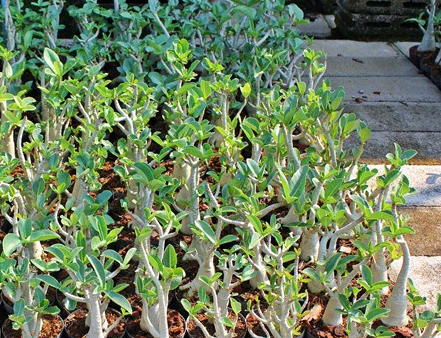 Adenium Arabicum YM 5 Pieces Seeds