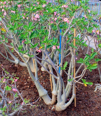 Adenium Arabicum YM 5 Pieces Seeds