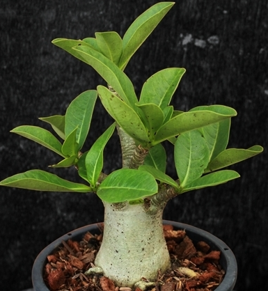 Adenium Arabicum Ka-Set (KS) 5 Pieces Seeds