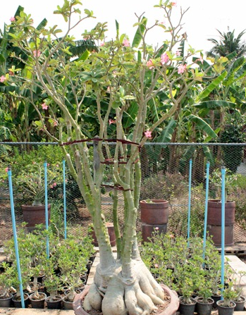 Adenium Arabicum Ka-Set (KS) 5 Pieces Seeds