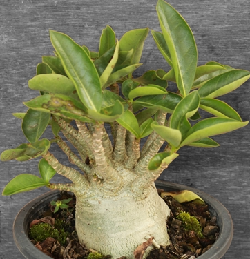 Adenium Arabicum Sing-Bu-Ri (SBR) 5 Pieces Seeds