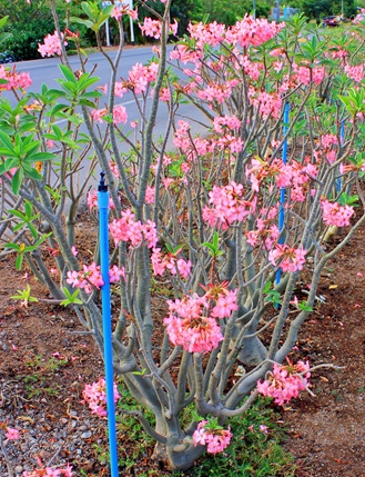 Adenium Arabicum Sing-Bu-Ri (SBR) 5 Pieces Seeds