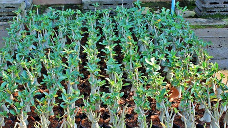 Adenium Arabicum Sing-Bu-Ri (SBR) 5 Pieces Seeds