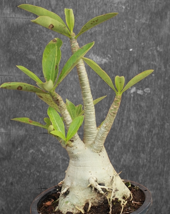 Adenium Arabicum Lop-Bu-Ri (LBR) 5 Pieces Seeds