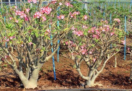 Adenium Arabicum Lop-Bu-Ri (LBR) 5 Pieces Seeds