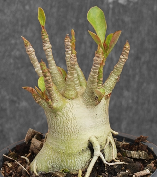 Adenium Arabicum Pet-Na-Wang (PNW) 5 Pieces Seeds