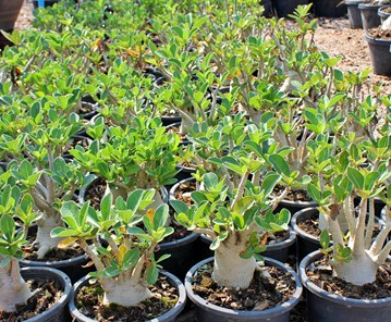 Adenium Arabicum Pet-Na-Wang (PNW) 5 Pieces Seeds