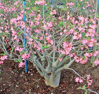 Adenium Arabicum Pet-Na-Wang (PNW) 5 Pieces Seeds